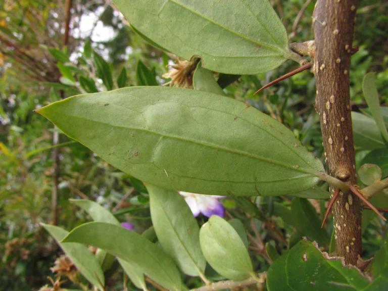 Dasyphyllum brasiliense (2)