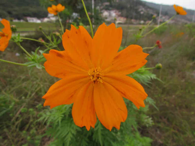 Cosmos sulphureus (7)