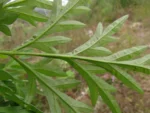 Cosmos sulphureus (5)