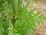 Cosmos sulphureus (3)