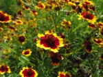 Coreopsis tinctoria (4)