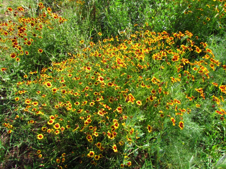Coreopsis tinctoria (1)