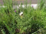 Cirsium vulgare (18)