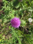 Cirsium vulgare (14)