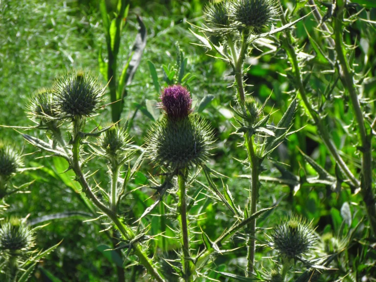 Cirsium vulgare (5)