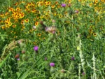 Cirsium vulgare (4)