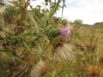 Cirsium vulgare (3)