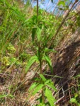 Chromolaena verbenacea (18)