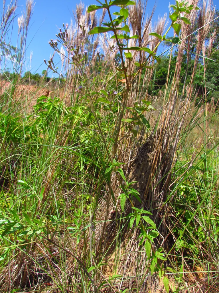 Chromolaena verbenacea (17)