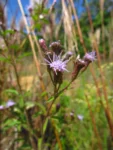 Chromolaena verbenacea (12)