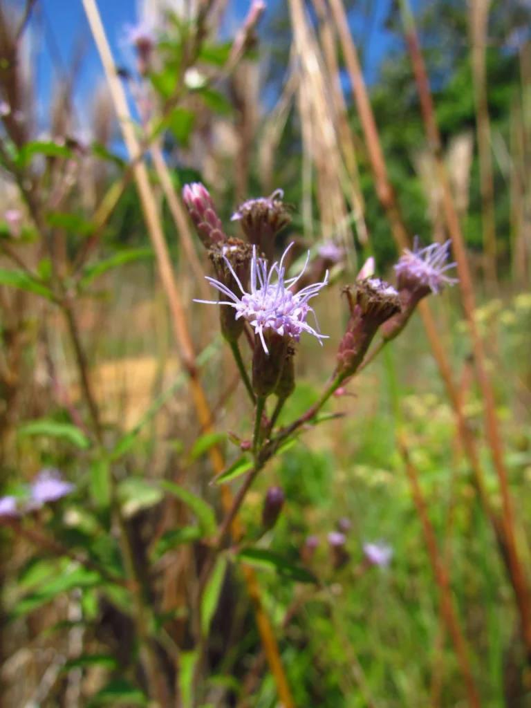 Chromolaena verbenacea (12)