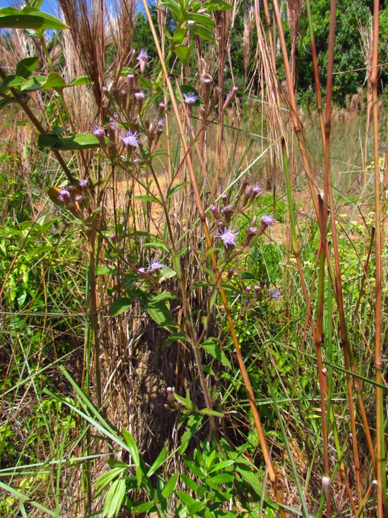 Chromolaena verbenacea (9)