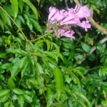 IMG_20251209_081904