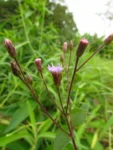 Chromolaena verbenacea (4)