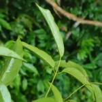 IMG_20251209_081916