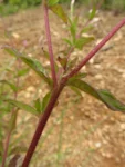 Chromolaena pedunculosa (37)