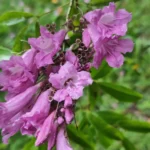 IMG_20251209_082036