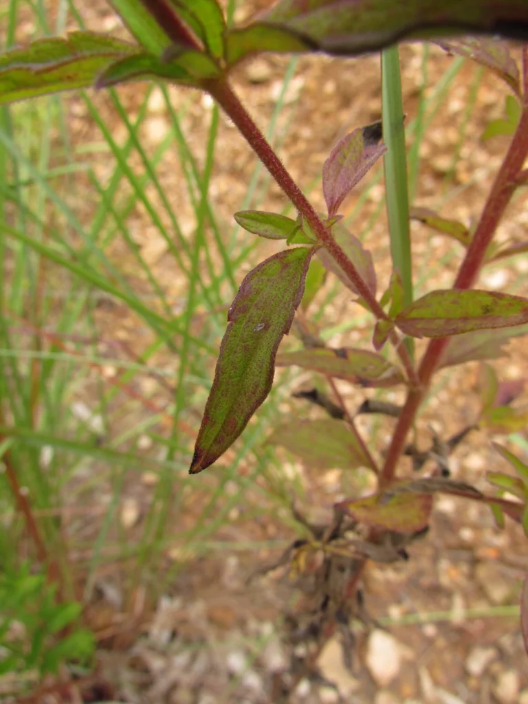 Chromolaena pedunculosa (34)