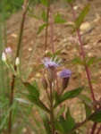 Chromolaena pedunculosa (32)