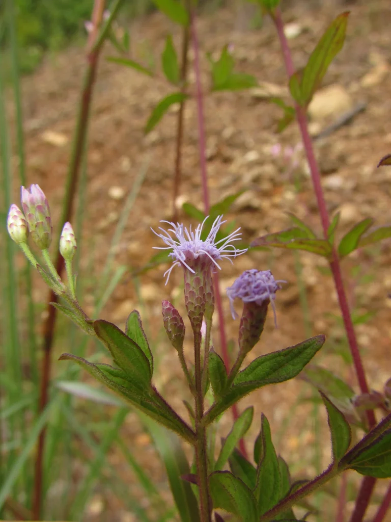 Chromolaena pedunculosa (32)