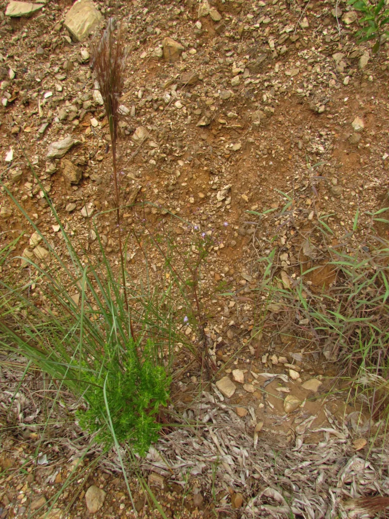 Chromolaena pedunculosa (29)