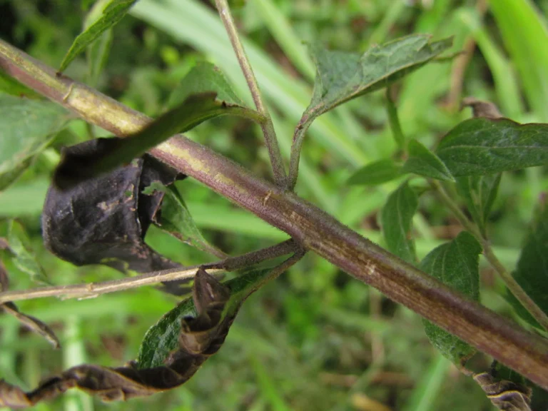 Chromolaena pedunculosa (27)