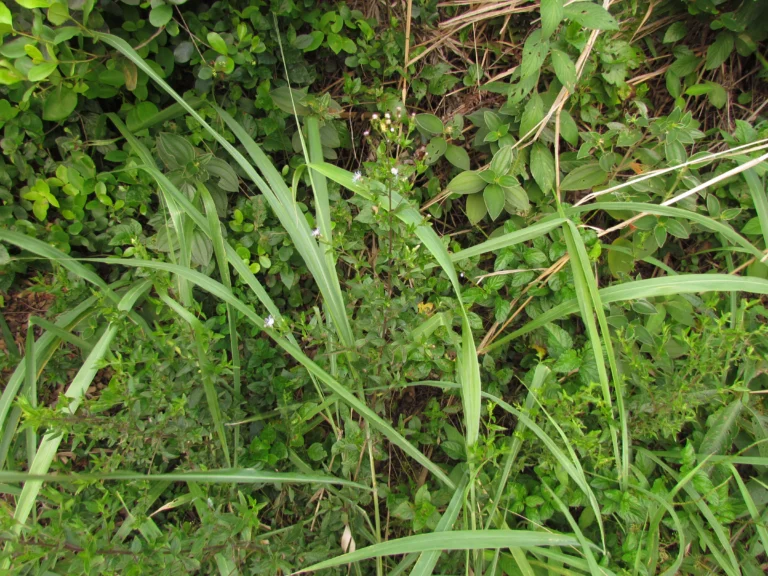 Chromolaena pedunculosa (19)