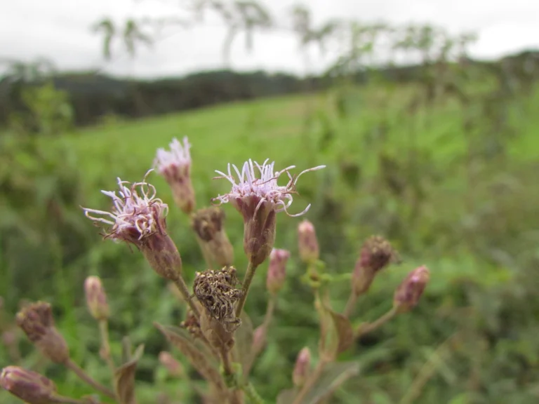 Chromolaena pedunculosa (16)