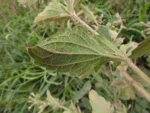 Chromolaena pedunculosa (10)