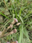 Chromolaena pedunculosa (7)