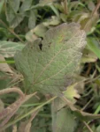 Chromolaena pedunculosa (8)