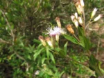 Chromolaena pedunculosa (4)
