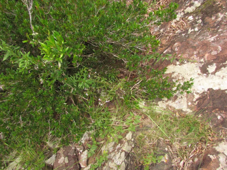 Chromolaena pedunculosa (1)