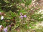 Chromolaena pedunculosa (2)