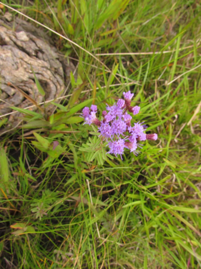 Chromolaena palmaris (11)