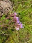 Chromolaena palmaris (1)