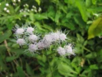 Chromolaena odorata (10)