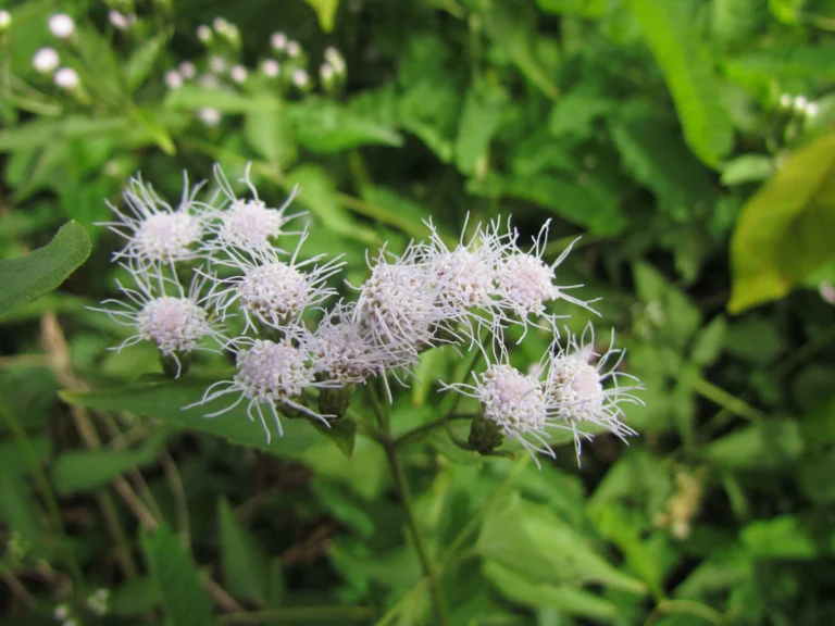 Chromolaena odorata (7)