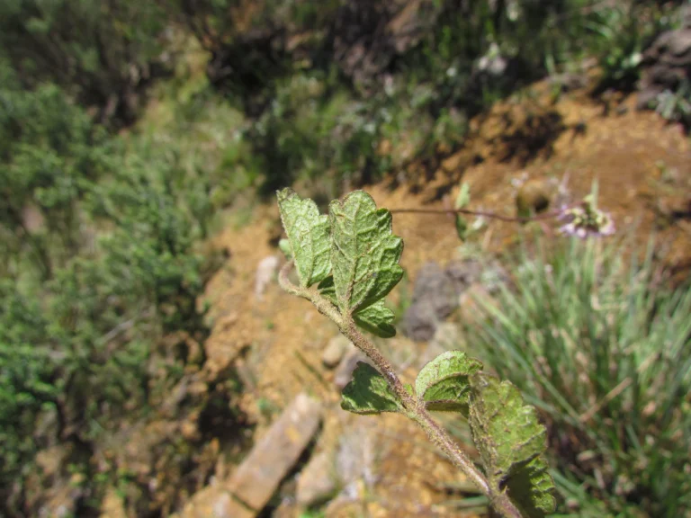 Chromolaena latisquamulosa (13)