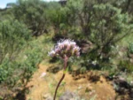 Chromolaena latisquamulosa (12)