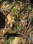 Chromolaena latisquamulosa (10)