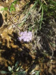 Chromolaena latisquamulosa (9)