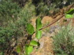 Chromolaena latisquamulosa (7)