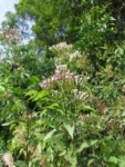 Chromolaena larvigata (30)