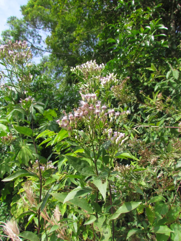 Chromolaena larvigata (30)