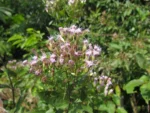 Chromolaena larvigata (28)