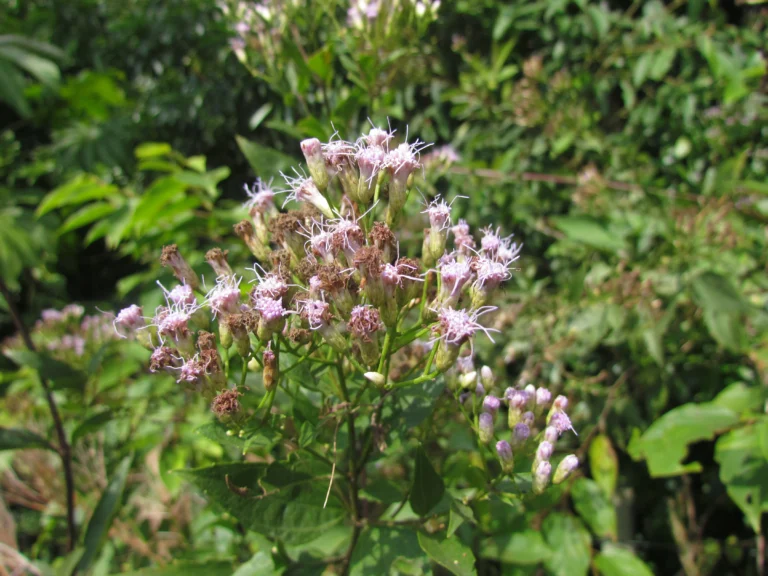 Chromolaena larvigata (28)