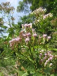Chromolaena larvigata (29)