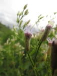 Chromolaena larvigata (27)