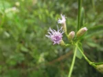 Chromolaena larvigata (24)